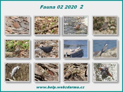 fauna 2020 02